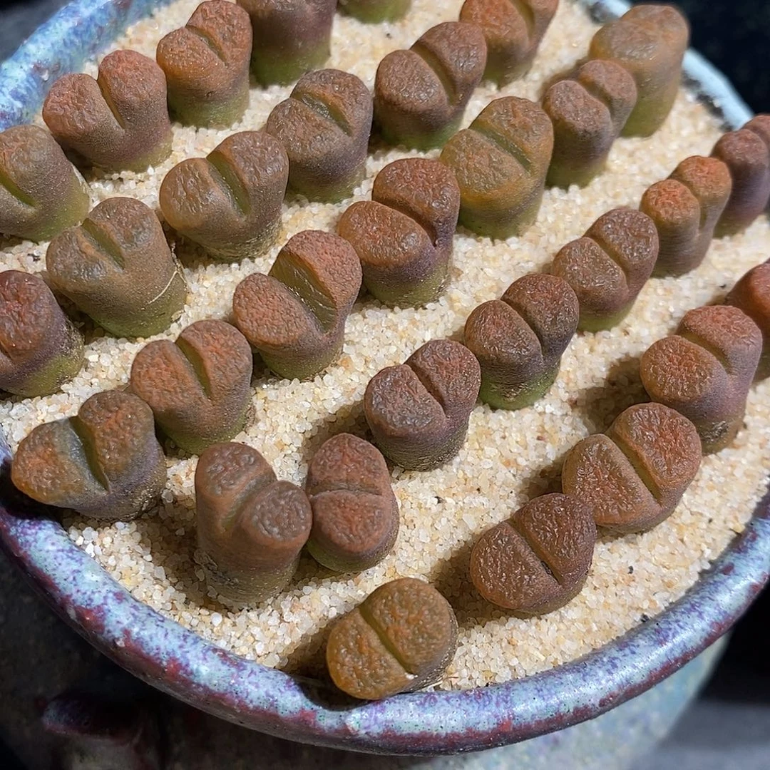 一颗超级蛋糕风铃。