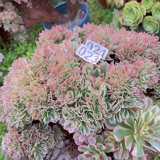 水***族多肉植物一个女神追