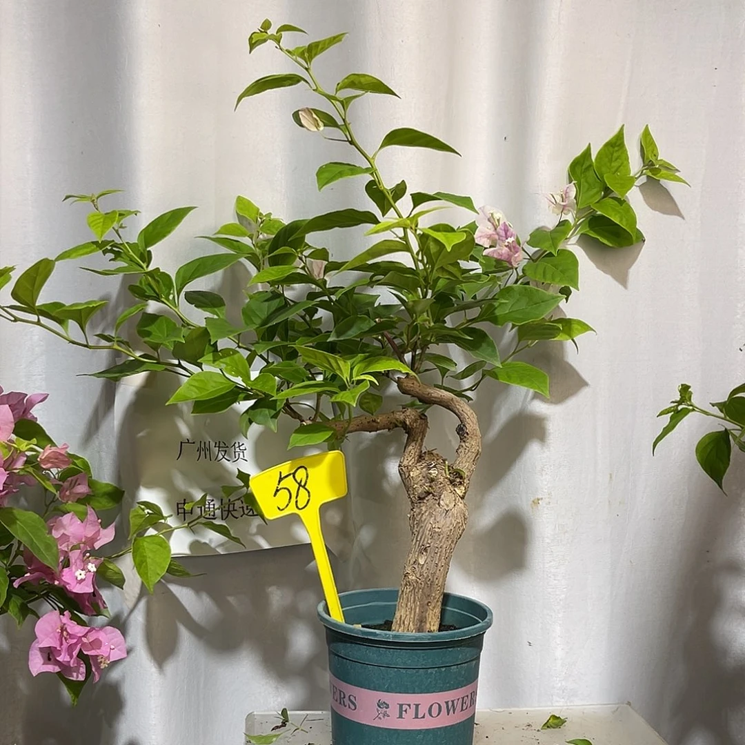 当前无花栽培后可以开花58章红樱桩