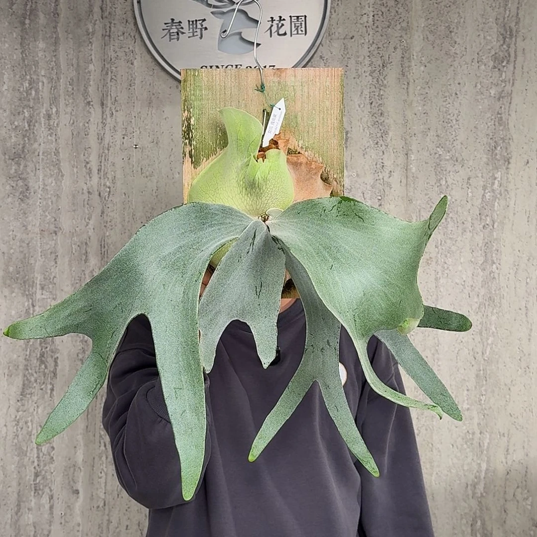 完全开放安爪鹿角蕨春野花园