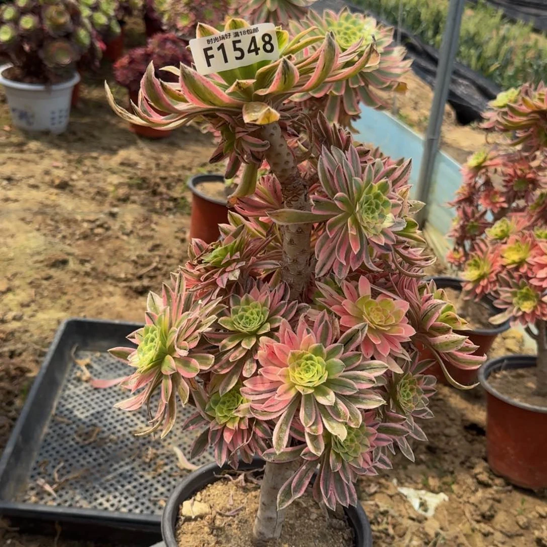 1548夕颜多肉植物