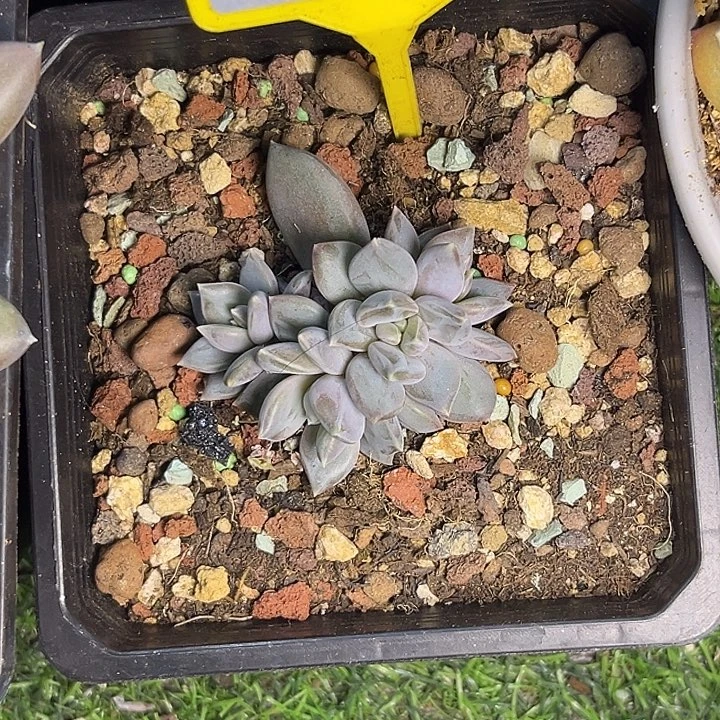 多肉植物邀月群910