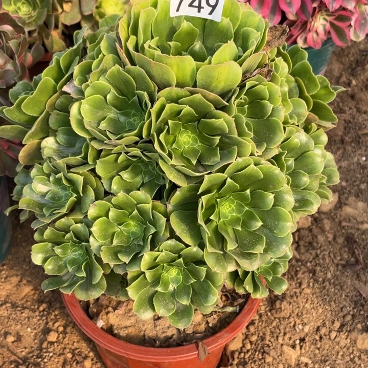 无花朵749绿玫瑰多肉植物