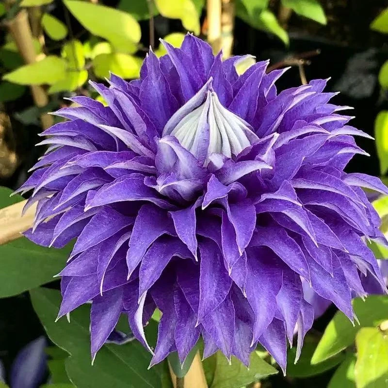 铁线莲超级多蓝二类铁线莲耐寒耐热室内阳台庭院盆栽花卉