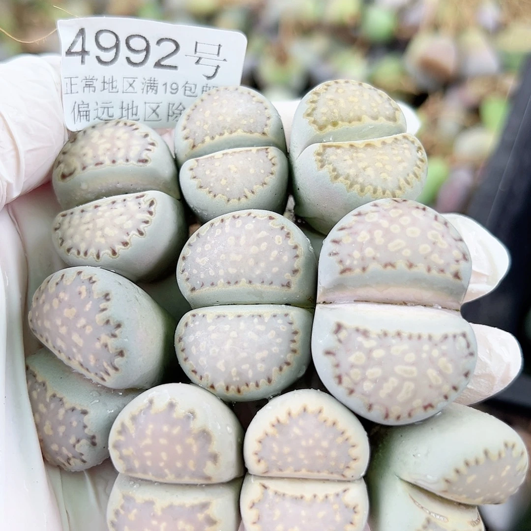 4992五年巨无霸饼干9个2.5-3cm