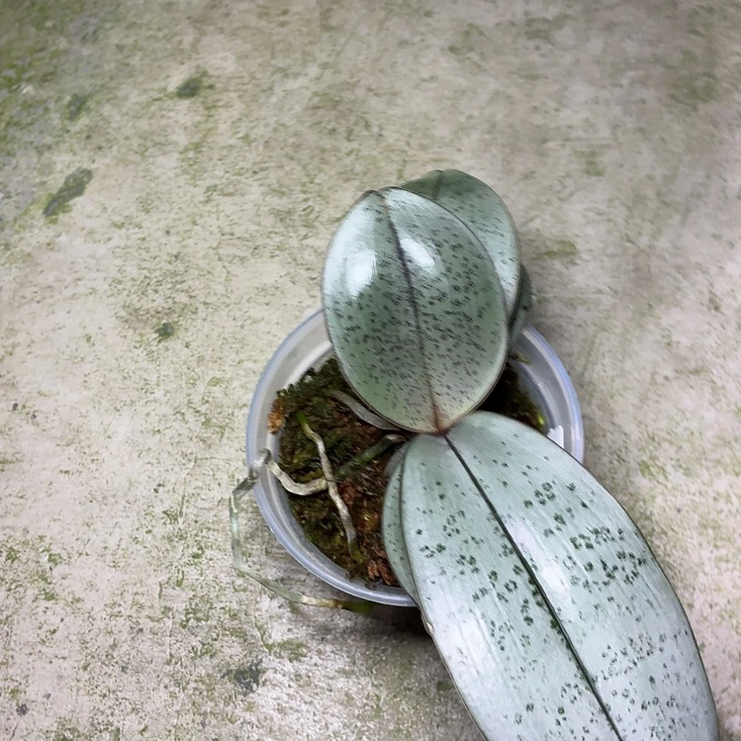 当前无花朵，栽培后可花朵A672yss1171