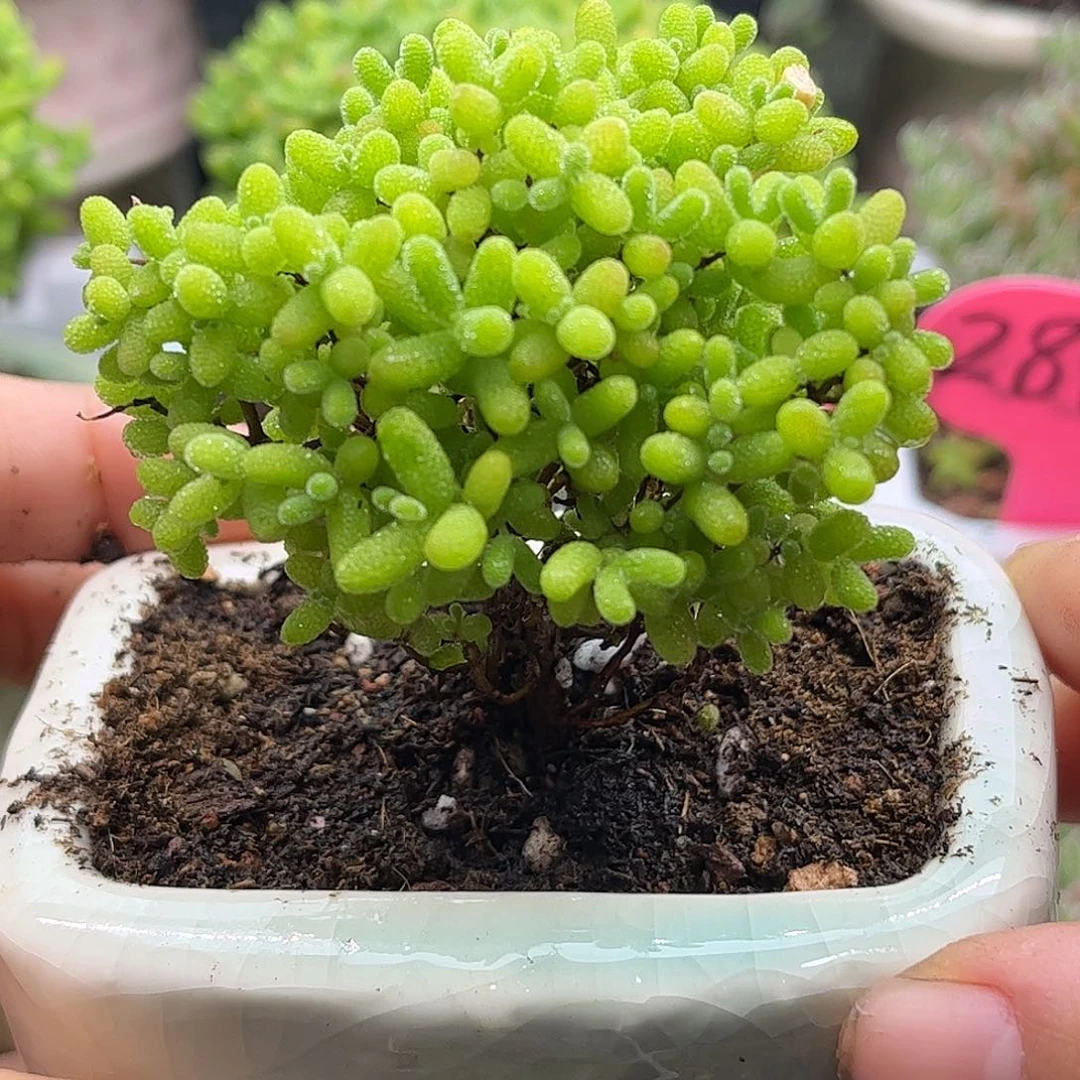 58蜜桔带盆优选枝干优选