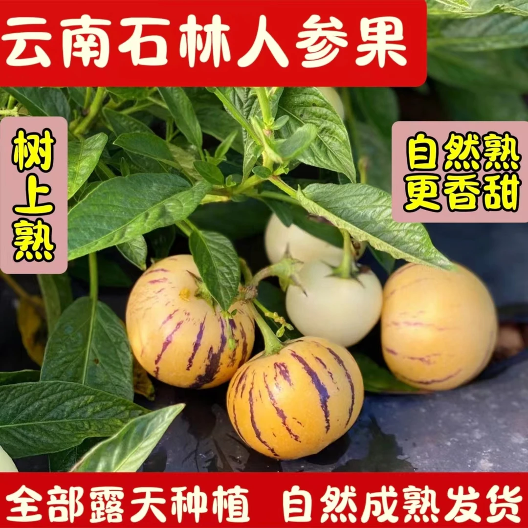 【坏烂包赔】云南石林树上熟人参果圆果黄肉新鲜水果应季现摘现发