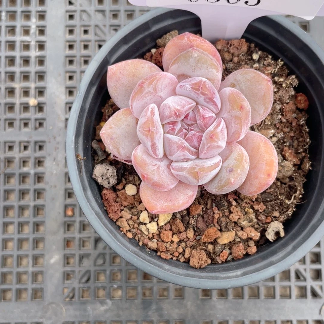 薇薇安园艺多肉0305