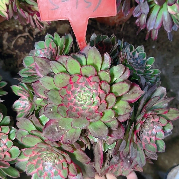 5-153莲花座多肉法师
