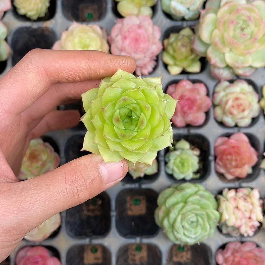 多肉杂交一物一拍1-158