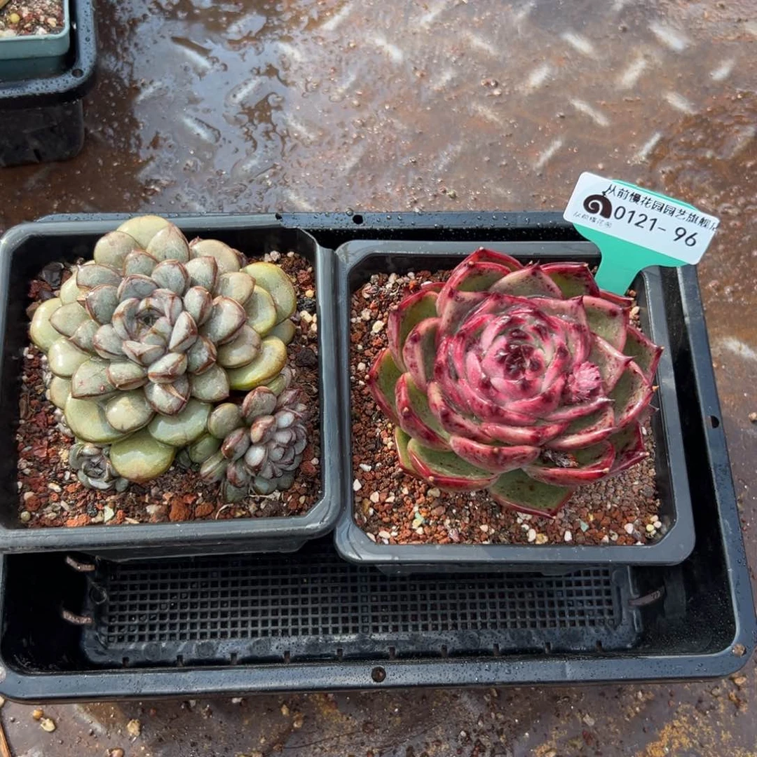 多肉编号0121-96