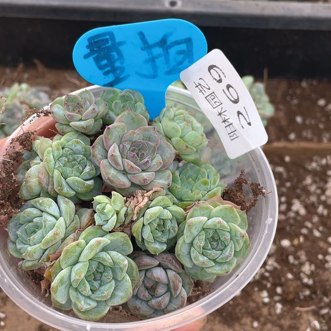 量拍多肉植物多肉植物269