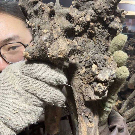 香榧木米*鼠火琉璃的故事毛料摆件