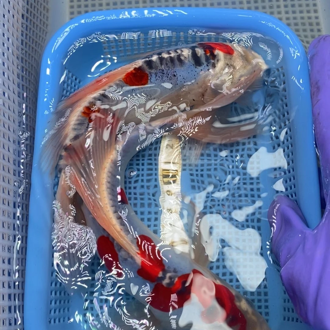 锦鲤冷水锦鲤包邮