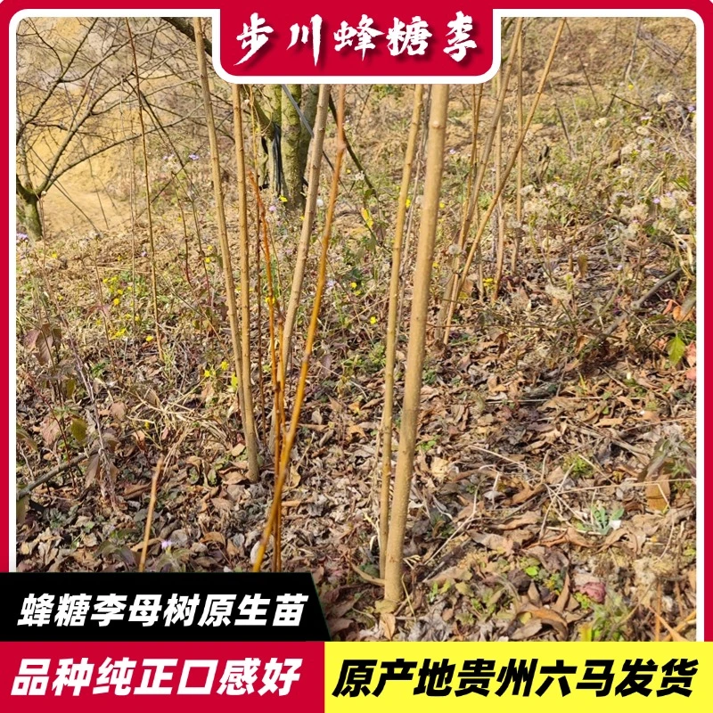 【蜂糖李原生苗】正宗贵州六马蜂糖李原生苗,原生蜂糖李子树苗