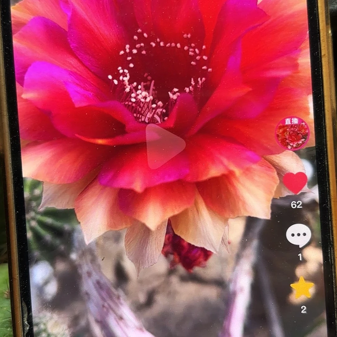 辣椒彩侧牙20包邮仙人球30