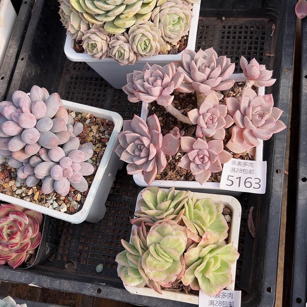 9号*️****我们的确是一个5163