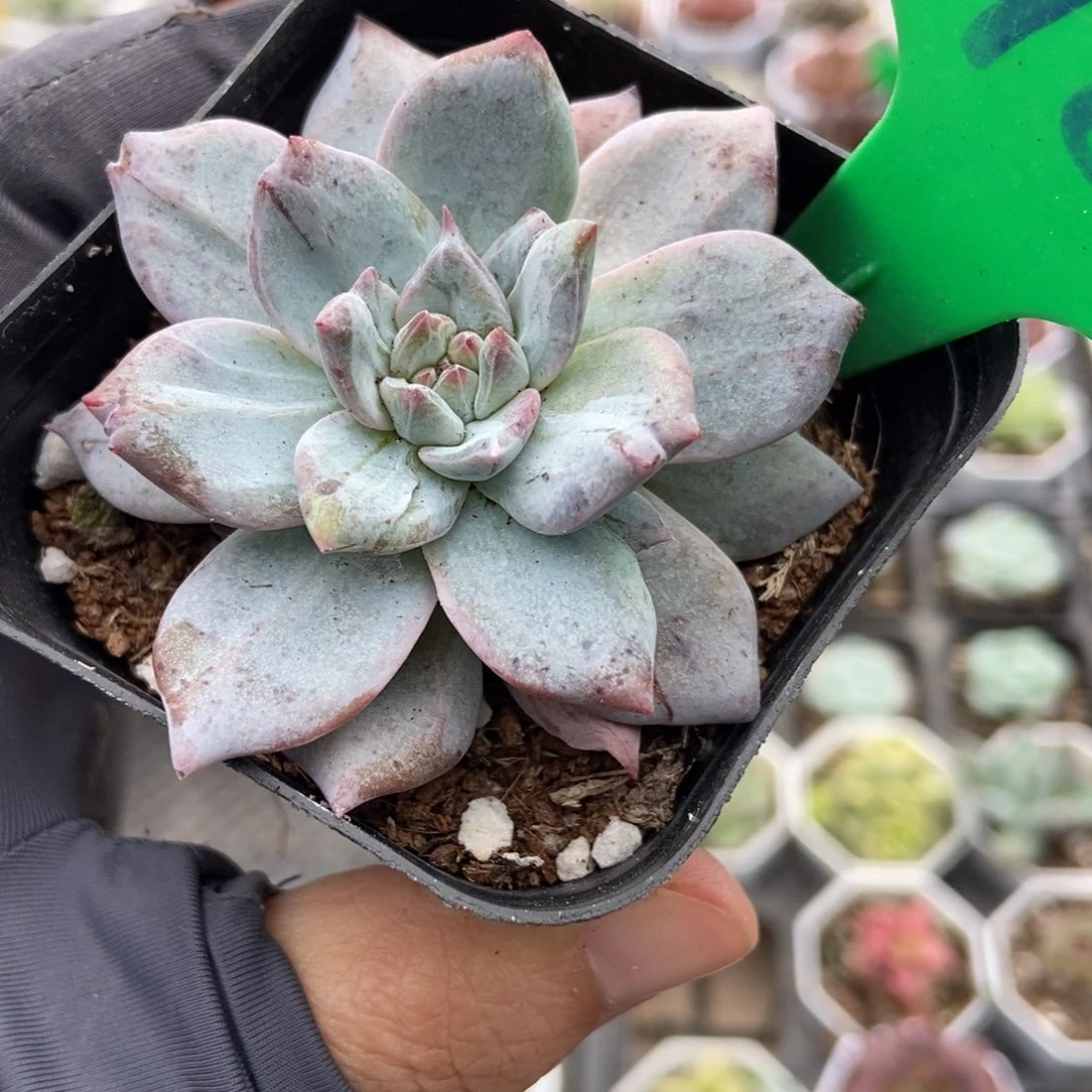989石化粉蓝鸟多肉植物