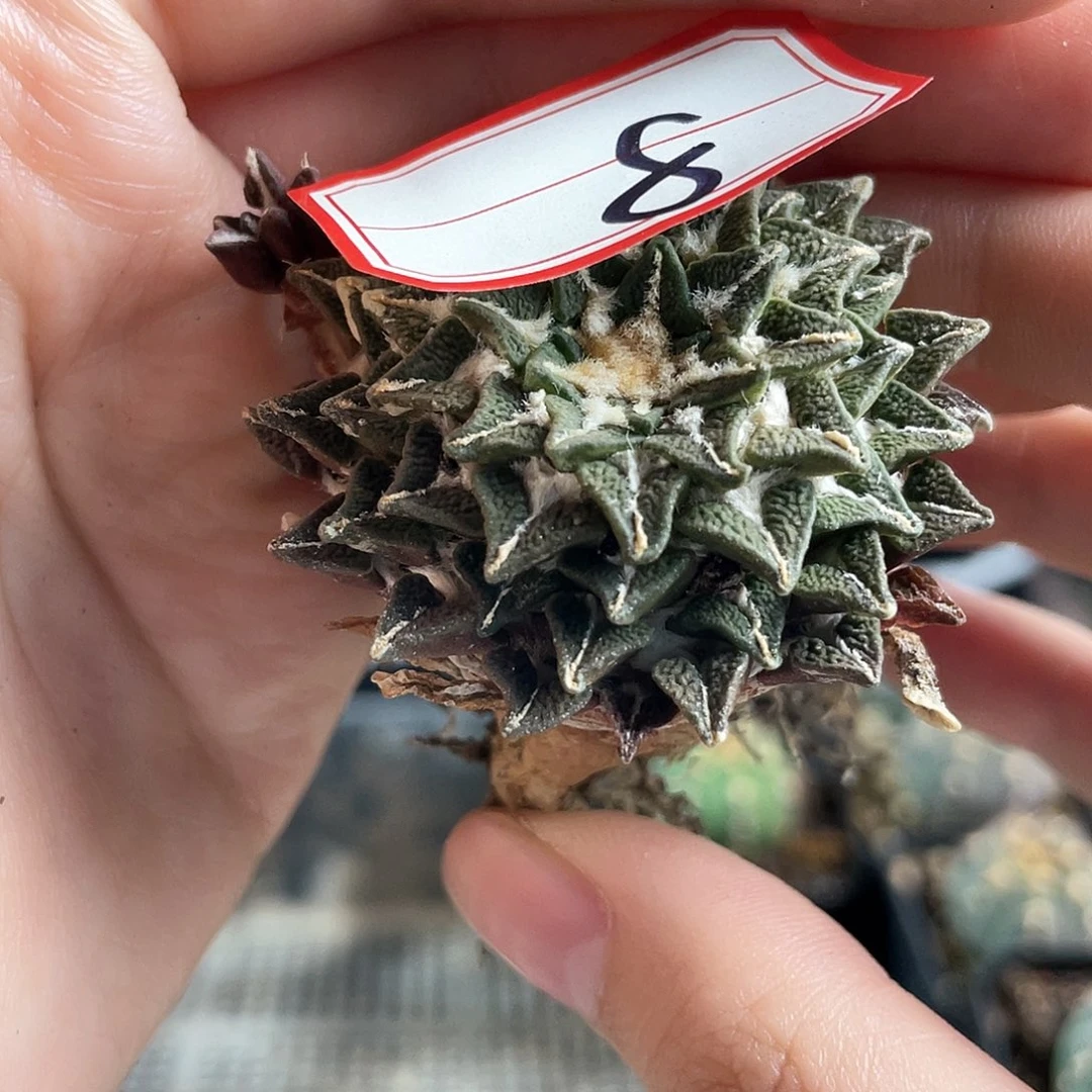 8号5cm自根黑牡丹萝卜根