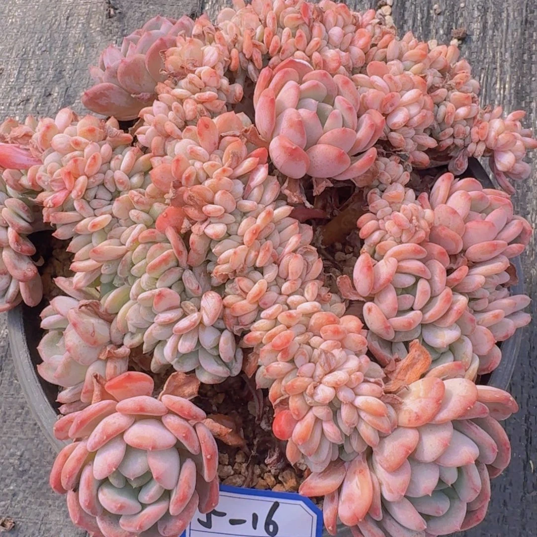 5-16玛瑙缀凡艺多肉