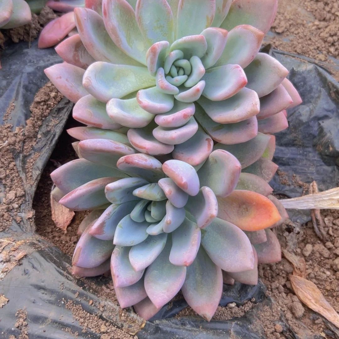 奥普贤小的两个脱土发