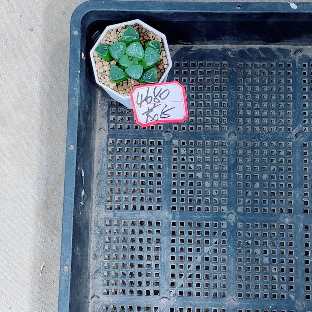 姬翠玉露一勿一拍