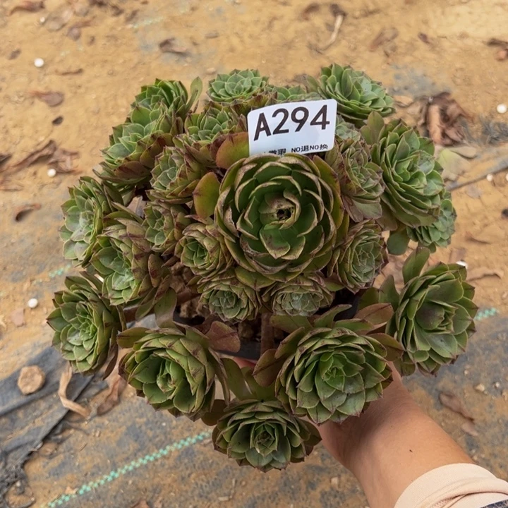 万拉丝多肉植物294.