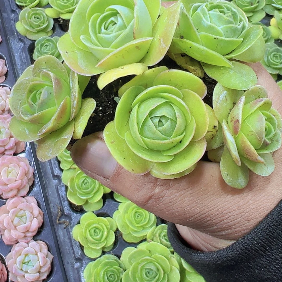 彩鸡蛋5个19包邮