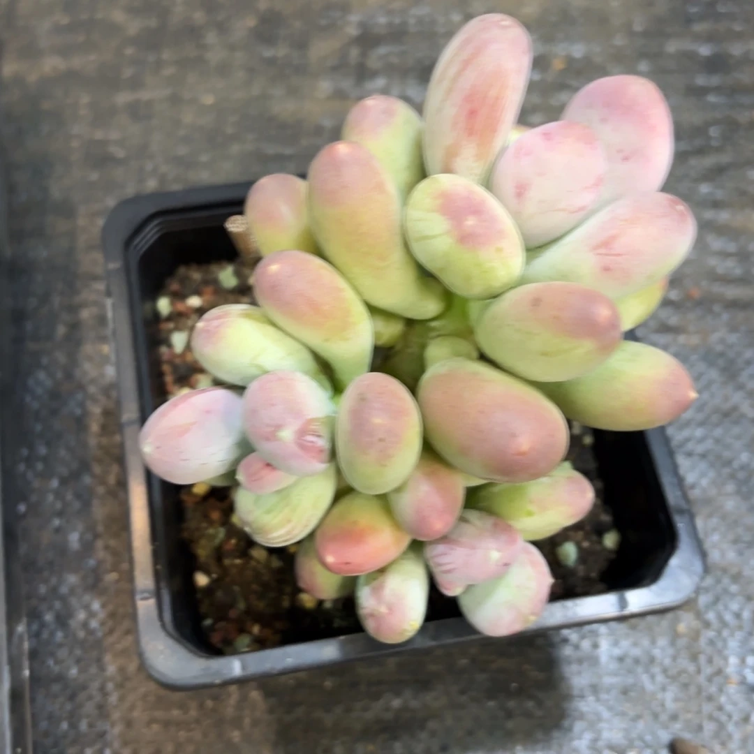 叮***噹屁桃三头叮当专拍