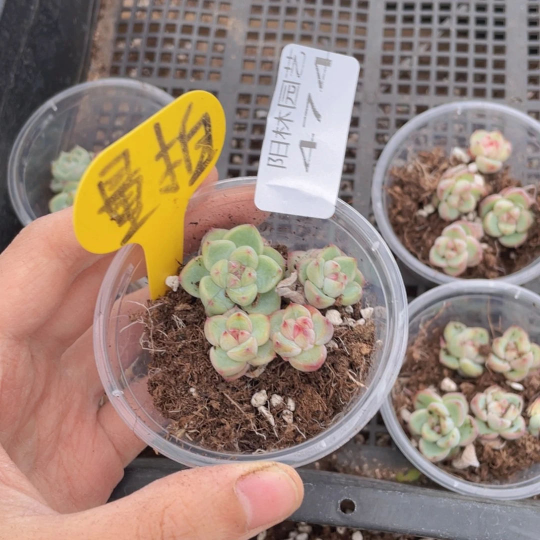 量拍多肉植物多肉植物474