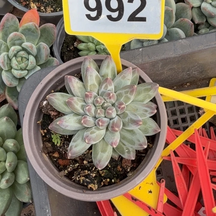 多肉植物申公豹992