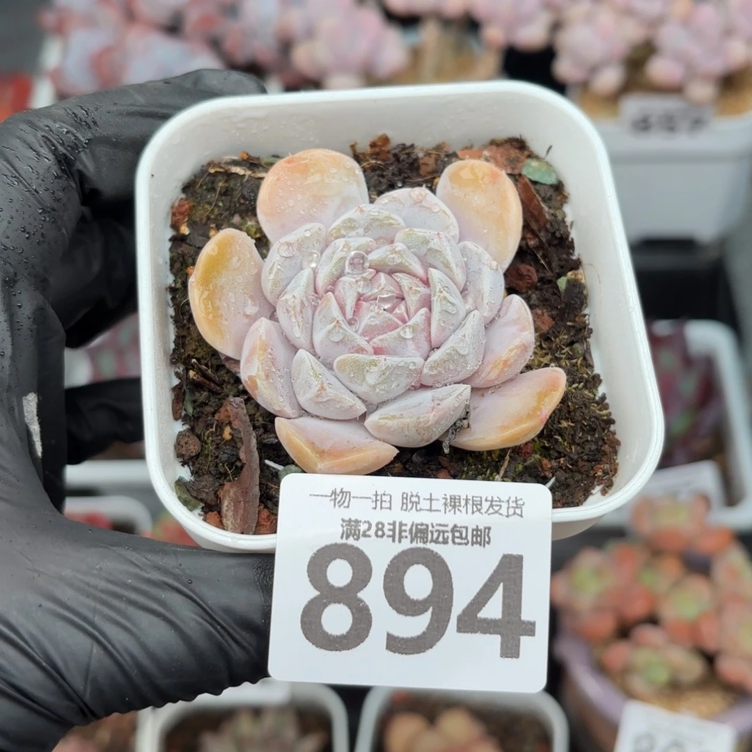 石化汉堡无盆土发货