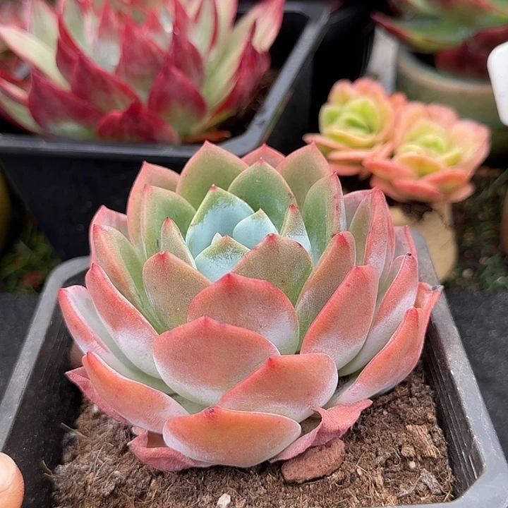 凤城多肉植物多肉植物