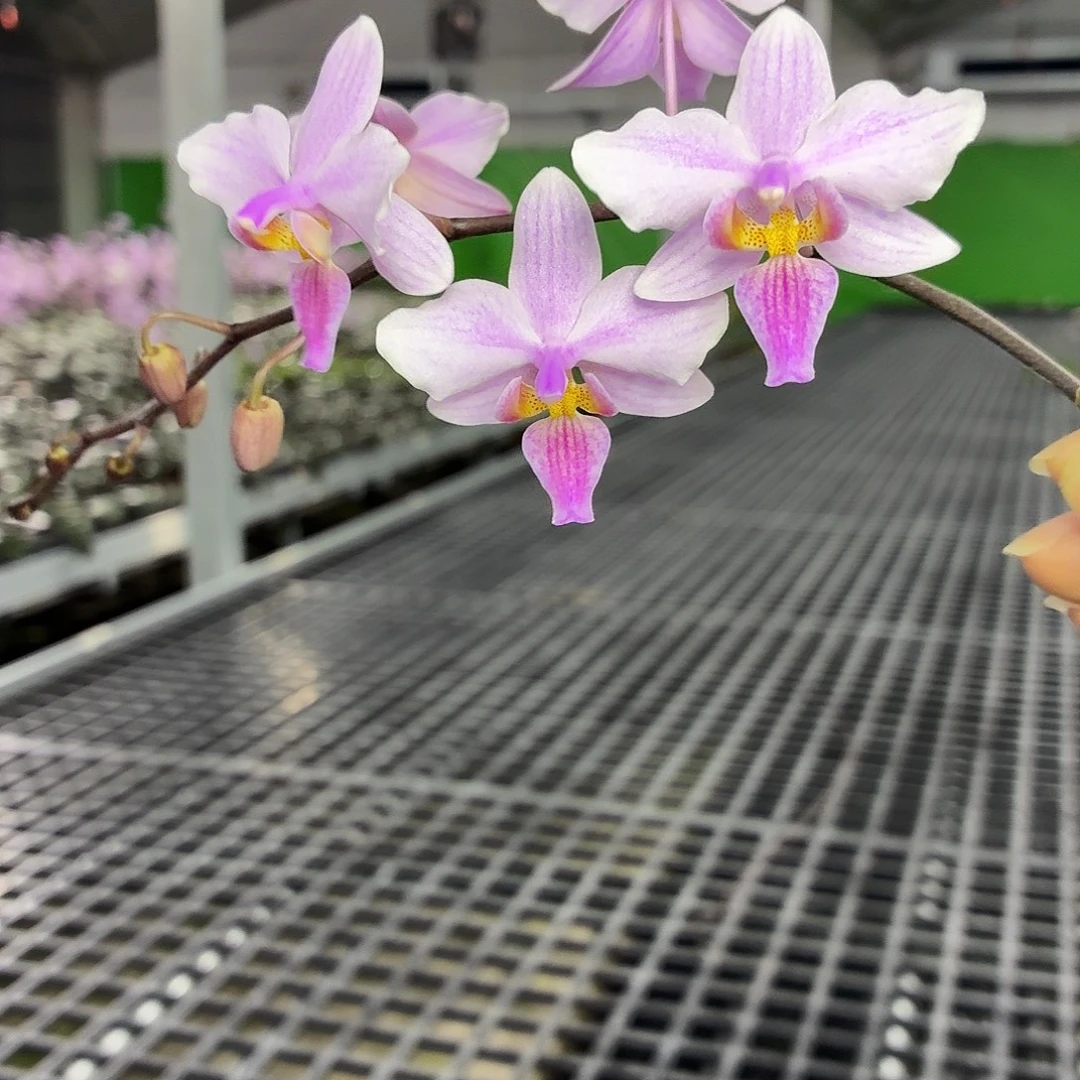 当前无花朵，栽培后可花朵A518yss1156高芽株