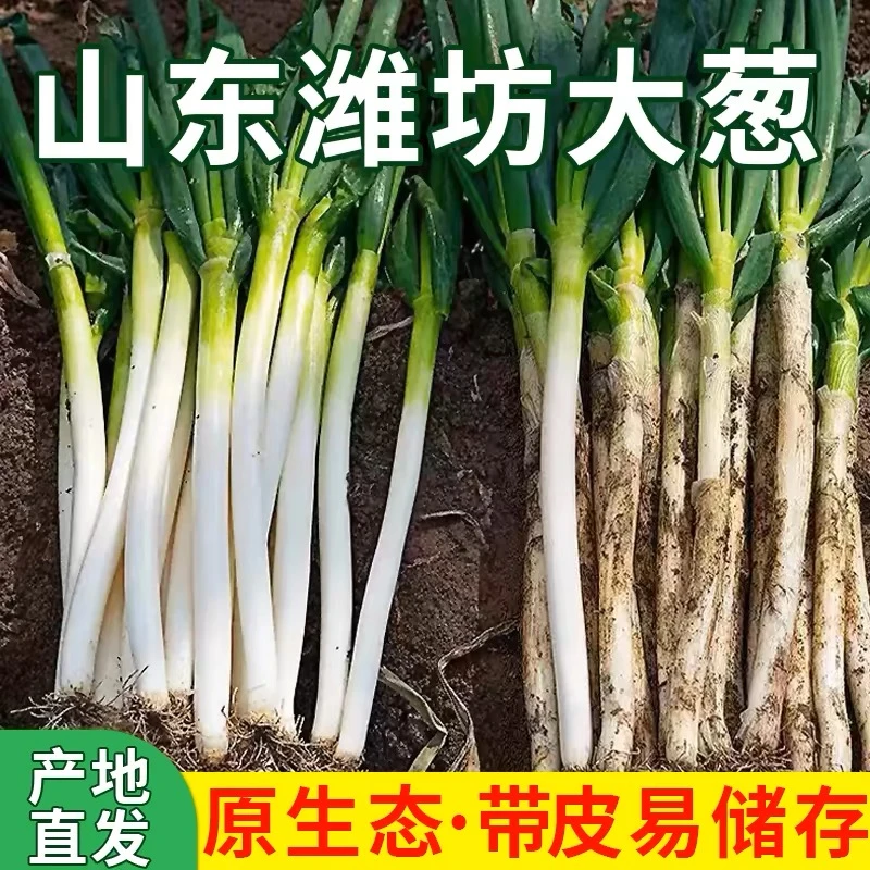 正宗山东大葱新鲜甜脆铁杆大葱产地直发5斤装包邮