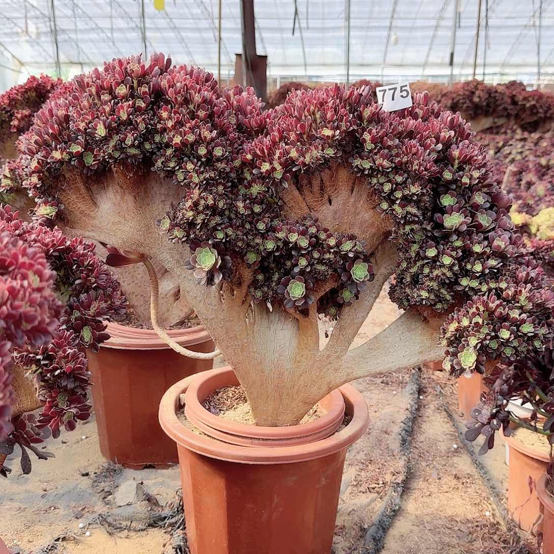 ༺****“775欧紫朵朵一颗呀呀