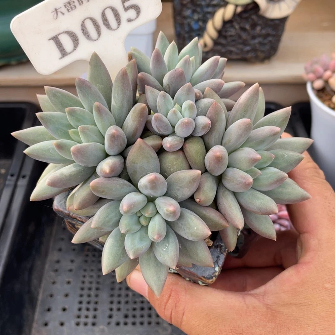 005红蜻蜓不带盆12厘米