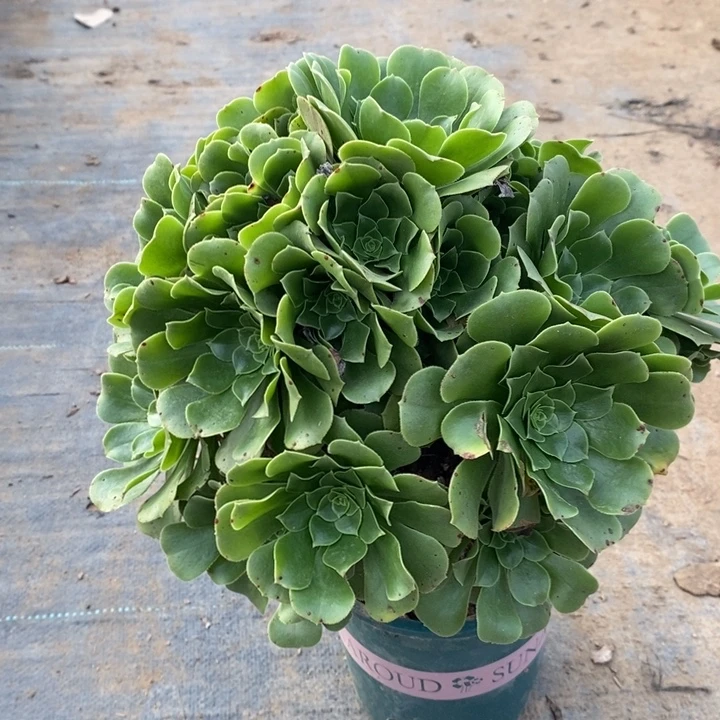 绿羊绒多肉植物12