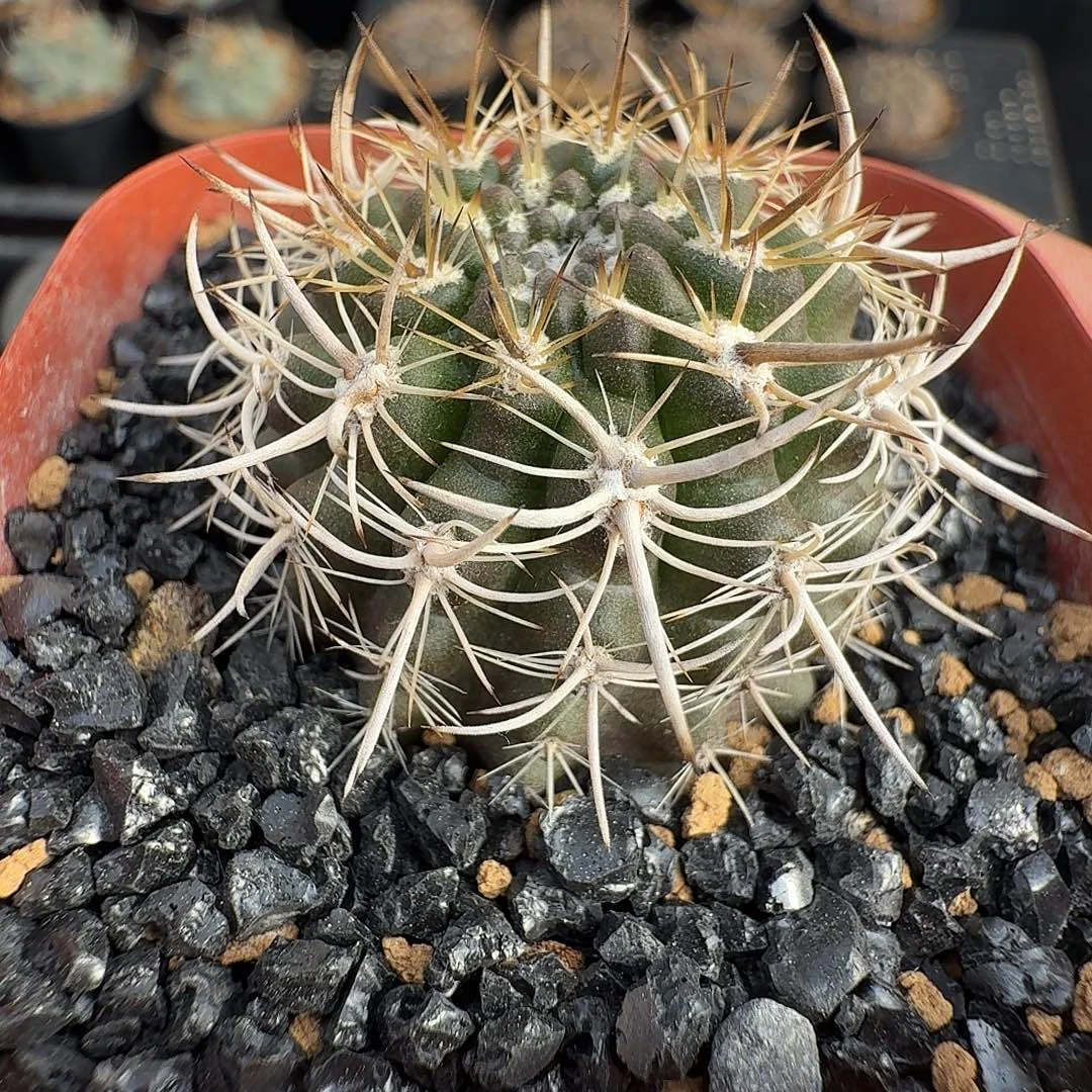 实生暗黑玉脱土发货