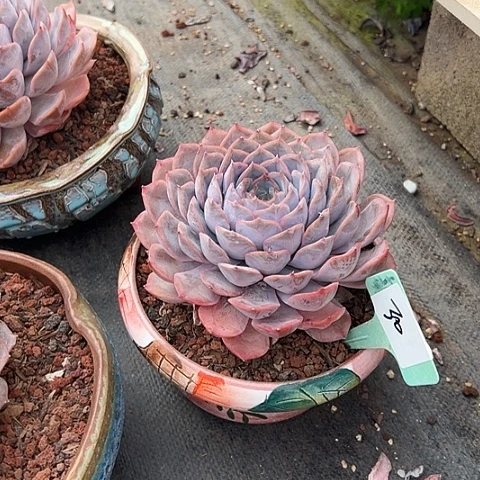 30菲欧娜一个脱土