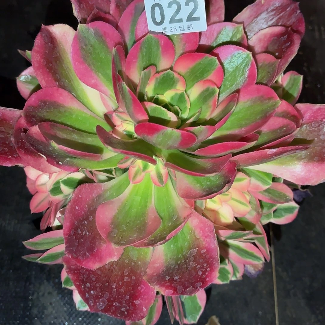 一**、粉女郎脱土发022