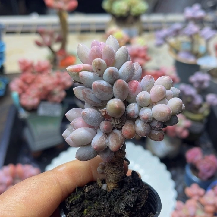 474？婴儿手指奶酪树4 厘米