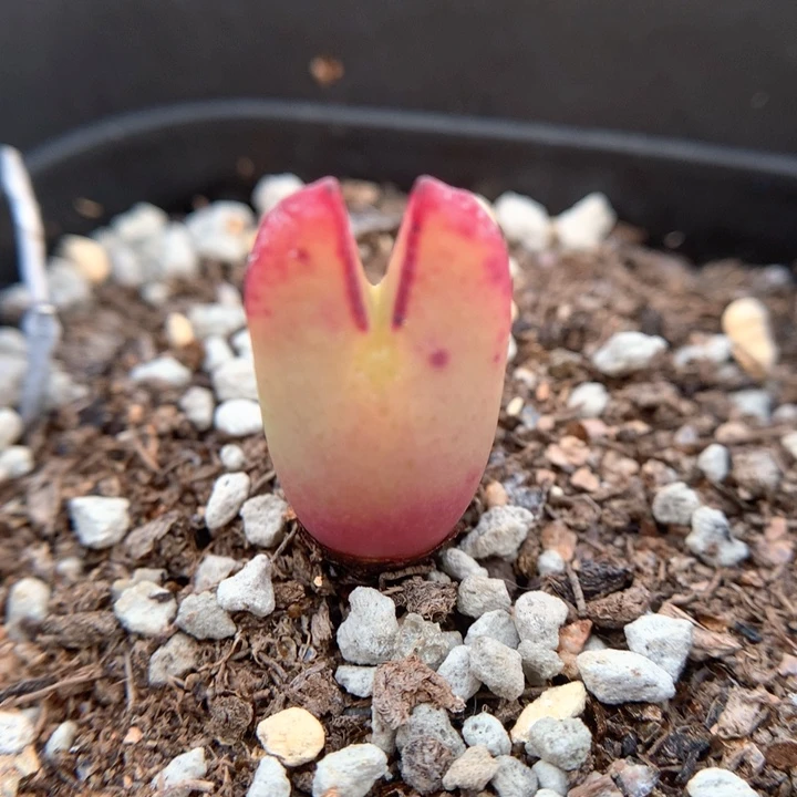 日系皮卡丘 肉锥植物