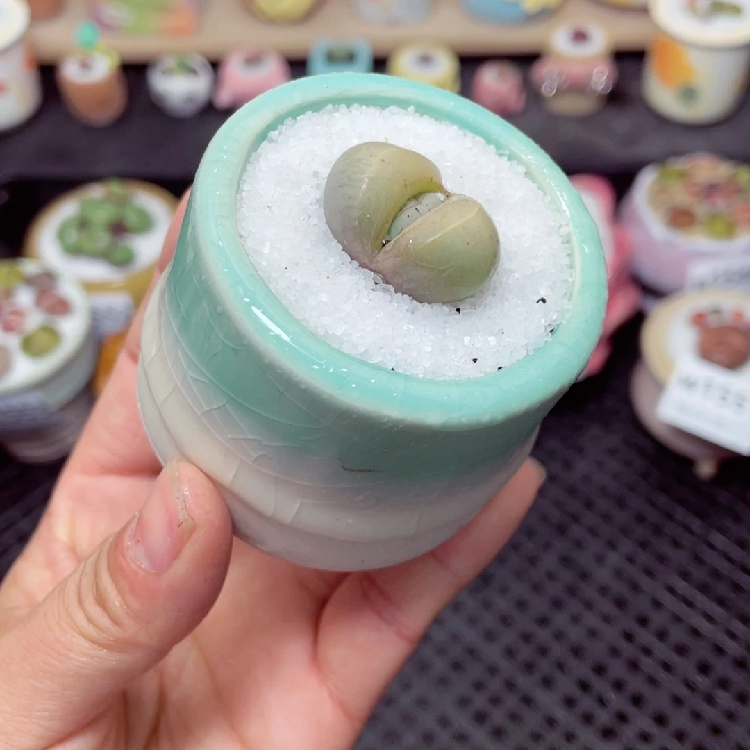 w1555 带盆土发货-零下地区拍保温箱