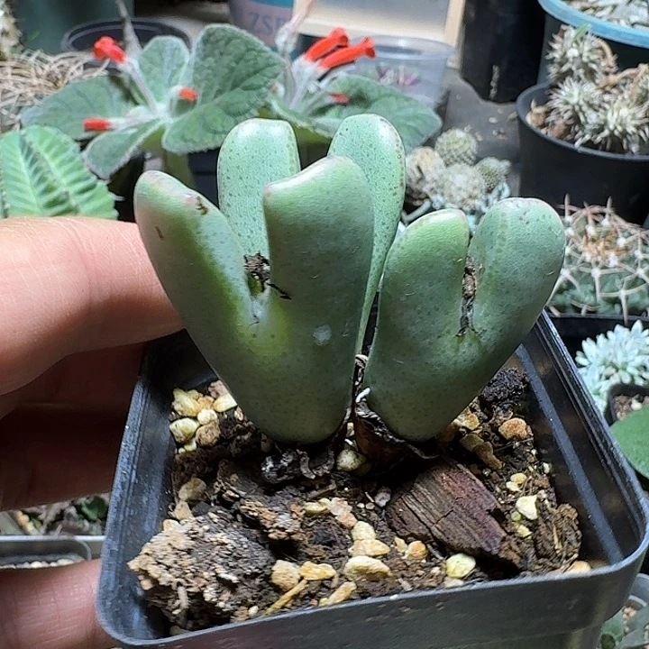 564皮卡丘带盆发货