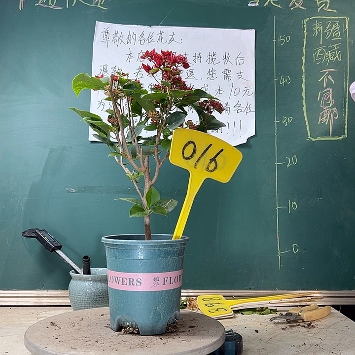 当前无花栽培后可以开花重瓣红016