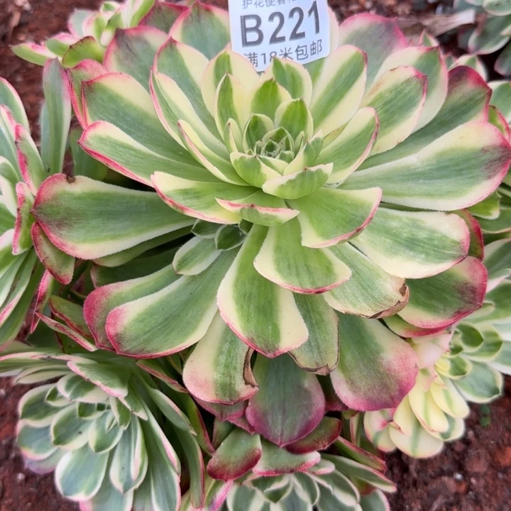 多肉法师淘宝福利