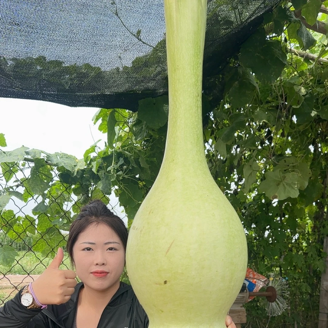 1米1超大长嘴大八宝10粒