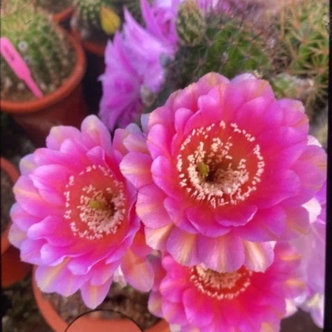 无花朵32 号彩草仙人球侧芽1.8左右